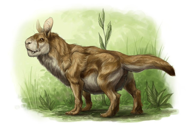 Диковинные зверушки Brynn 20