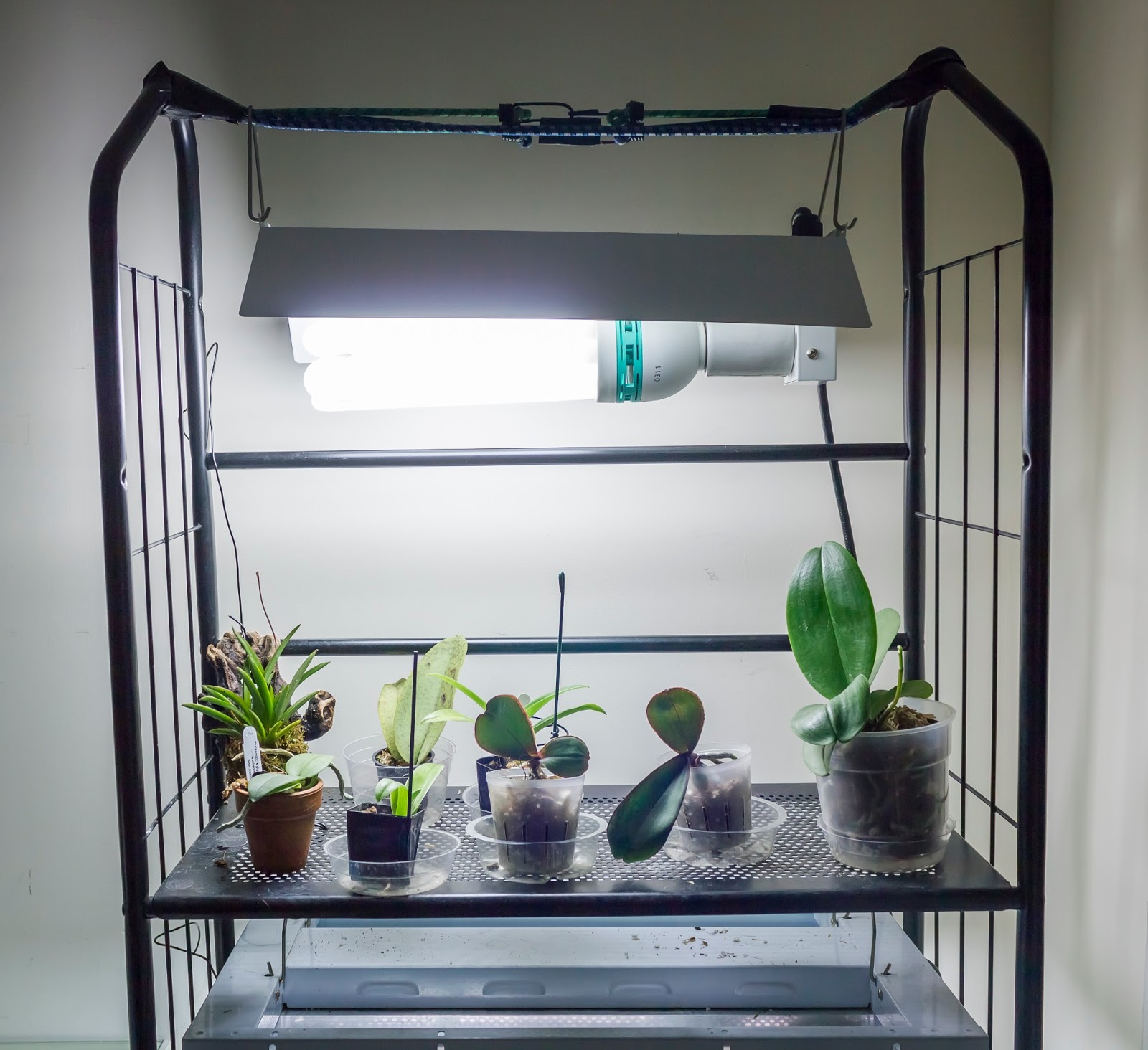 Maria's Orchids A rearrangement of the top shelf