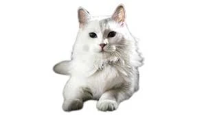 cat breeds,Turkish Angora Cat Breed Information