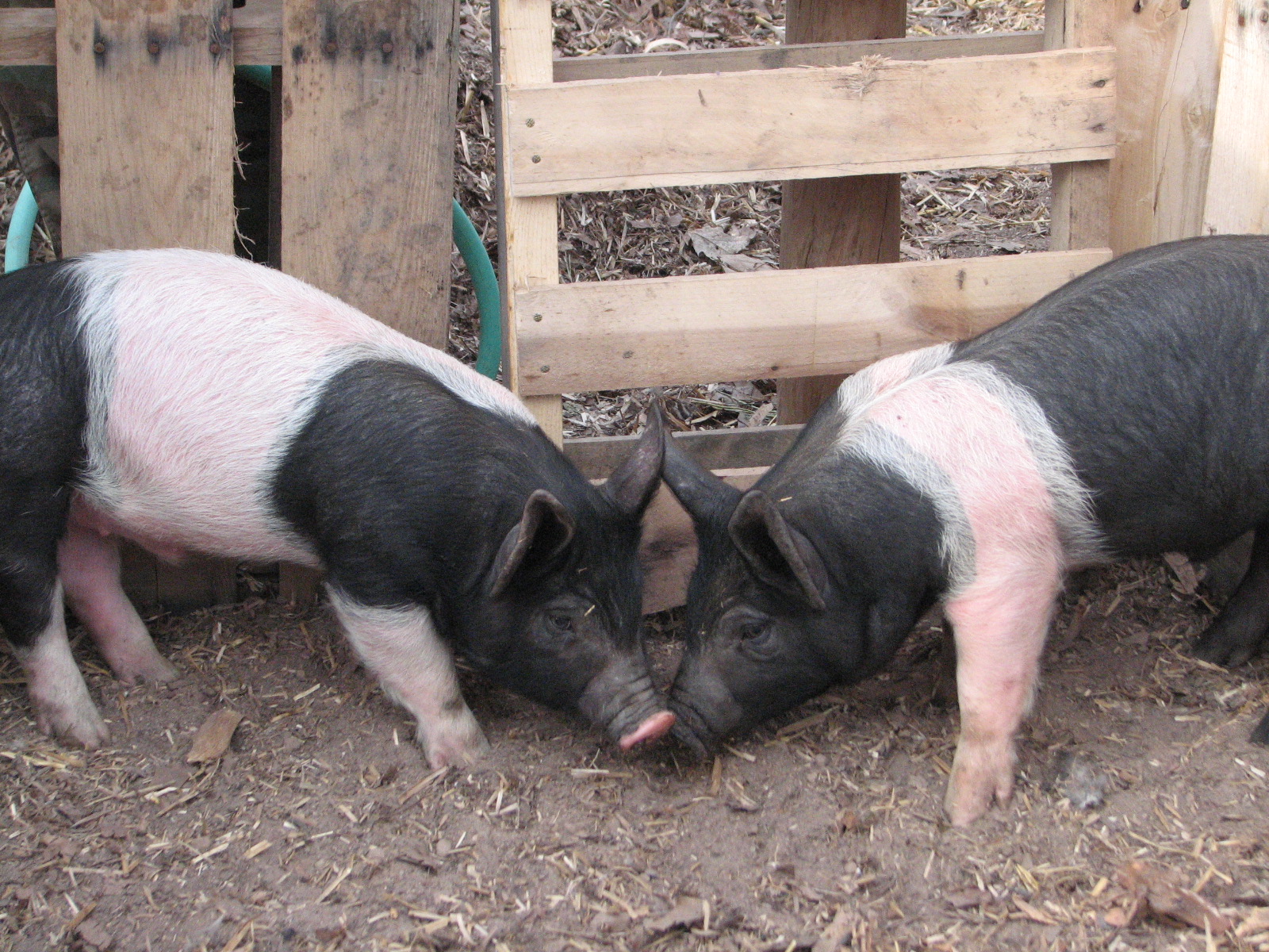 BirchLeaf Designs Two Pigs and a Rooster