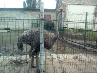 страус в луцком зоопарке