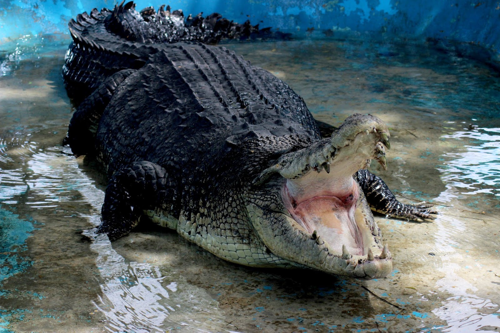 TEN7AVENUE: Travel | Bigger Show Arena at the Davao Crocodile Park