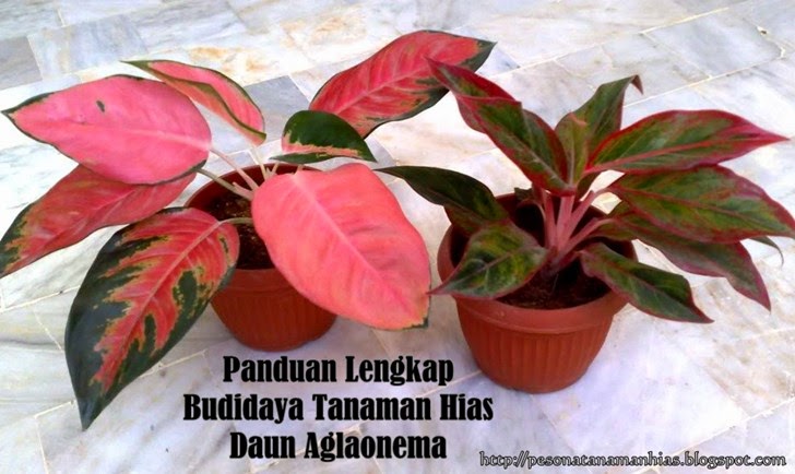 Panduan Lengkap Budidaya Tanaman Hias Daun Aglaonema