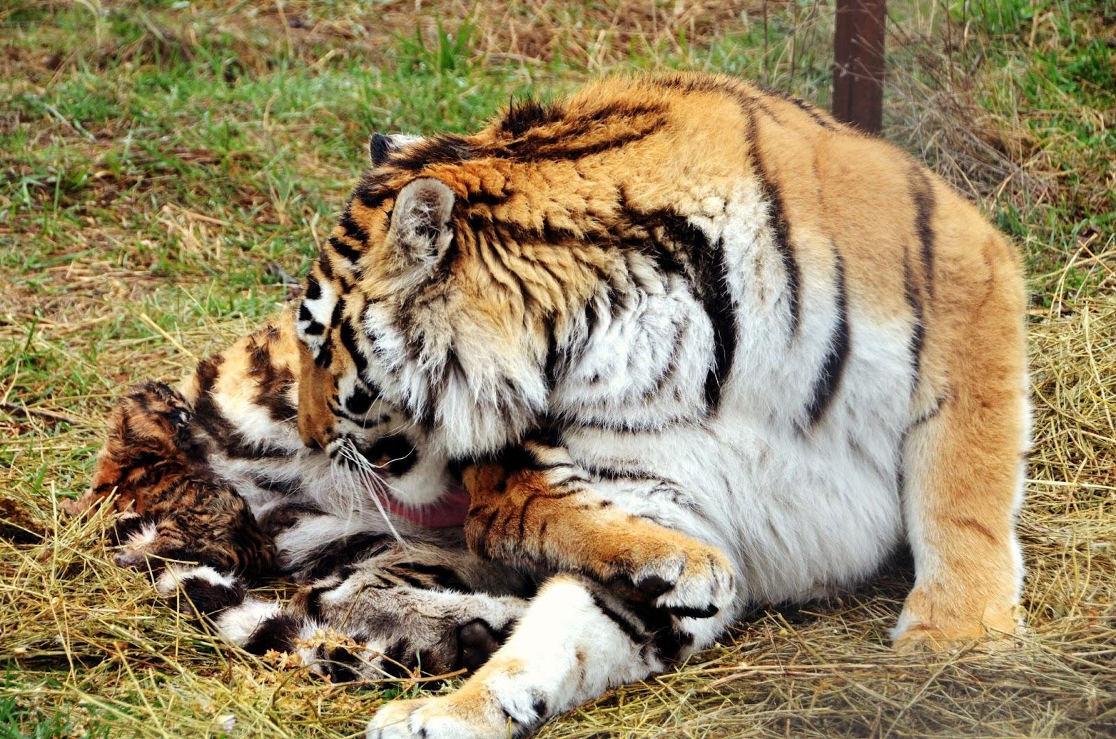 тигр голова. тигрица. индокитайский тигр. тигр клипарт. тигр кормит молоком детенышей.