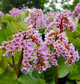 BERGENIA - VACKER OCH TÅLIG