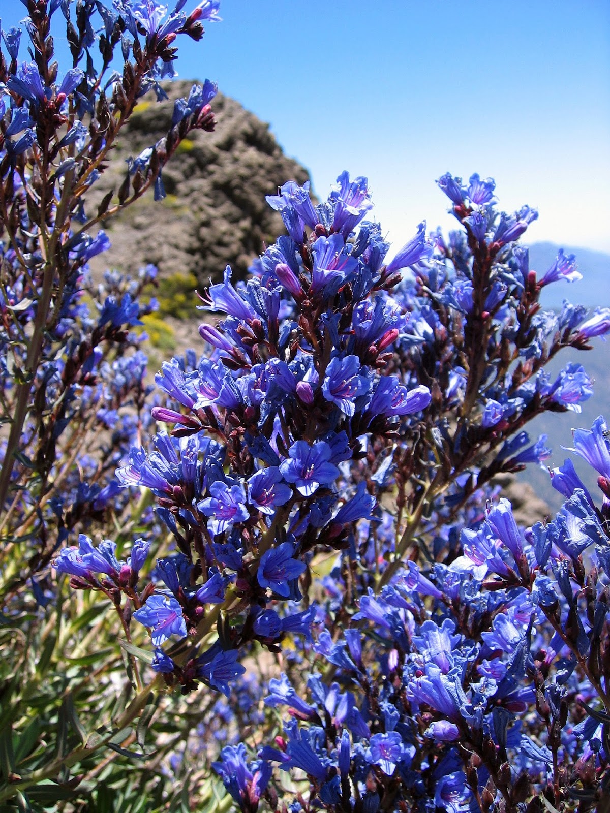 Isla de Tenerife Vívela: Flora endémica de Canarias (listado)