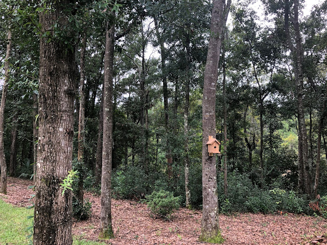 Simple birdhouse in the woods | The Lowcountry Lady