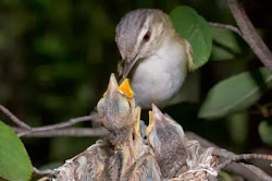 bird birds children eat type parents does different kind way easy peeping beak opening ask become