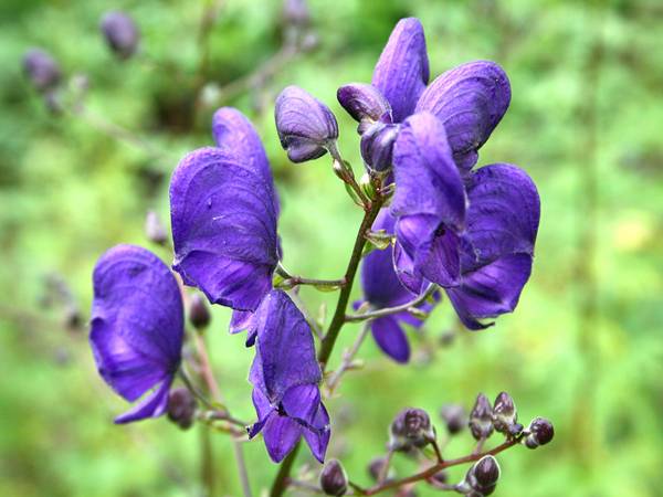 Aconitum napellus Aconitum napellus