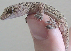 Kertenkeleler Hakkinda