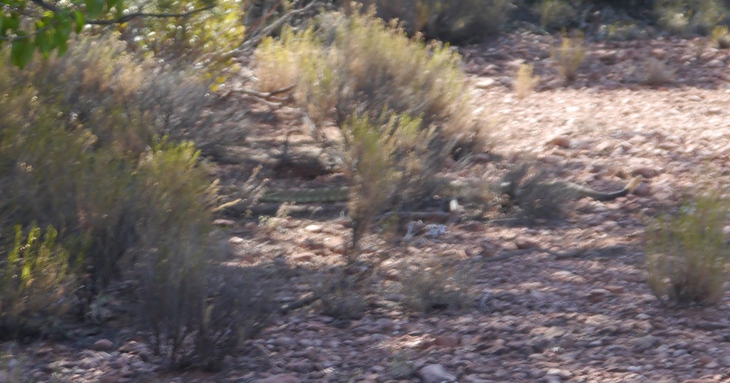 Little Horse Trail Sedona Arizona Rattlesnake Crotale