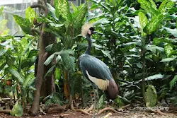 taman burung tmii jakarta