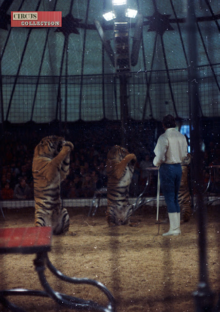 les tigres de Dieter Farell assis au sol