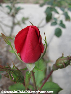 rose