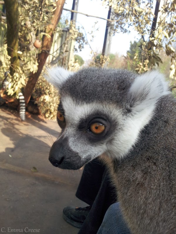 Zookeeper for a Day: L...