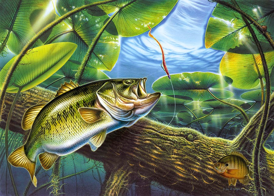 Fish R Bass Fishing Wallpaper HD Wallpapers Download Free Map Images Wallpaper [wallpaper376.blogspot.com]