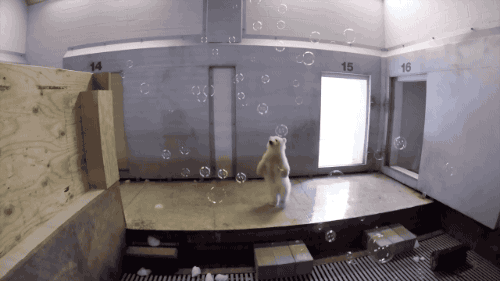 Funny animal gifs - part 216, animal gifs, animated pictures of animals, moving picture animal
