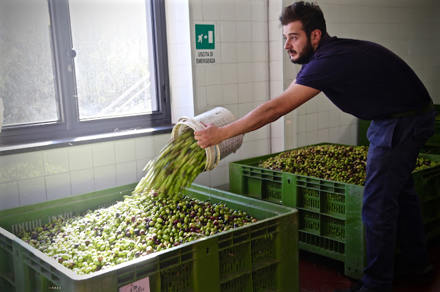 OLIVE OIL SICILY