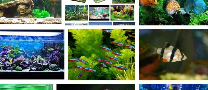 Ini Dia 5 Cara Merawat Ikan Hias di Kolam dan Toples Tanpa Oksigen yang Baik
