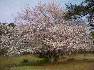 photo of flowering cherry tree