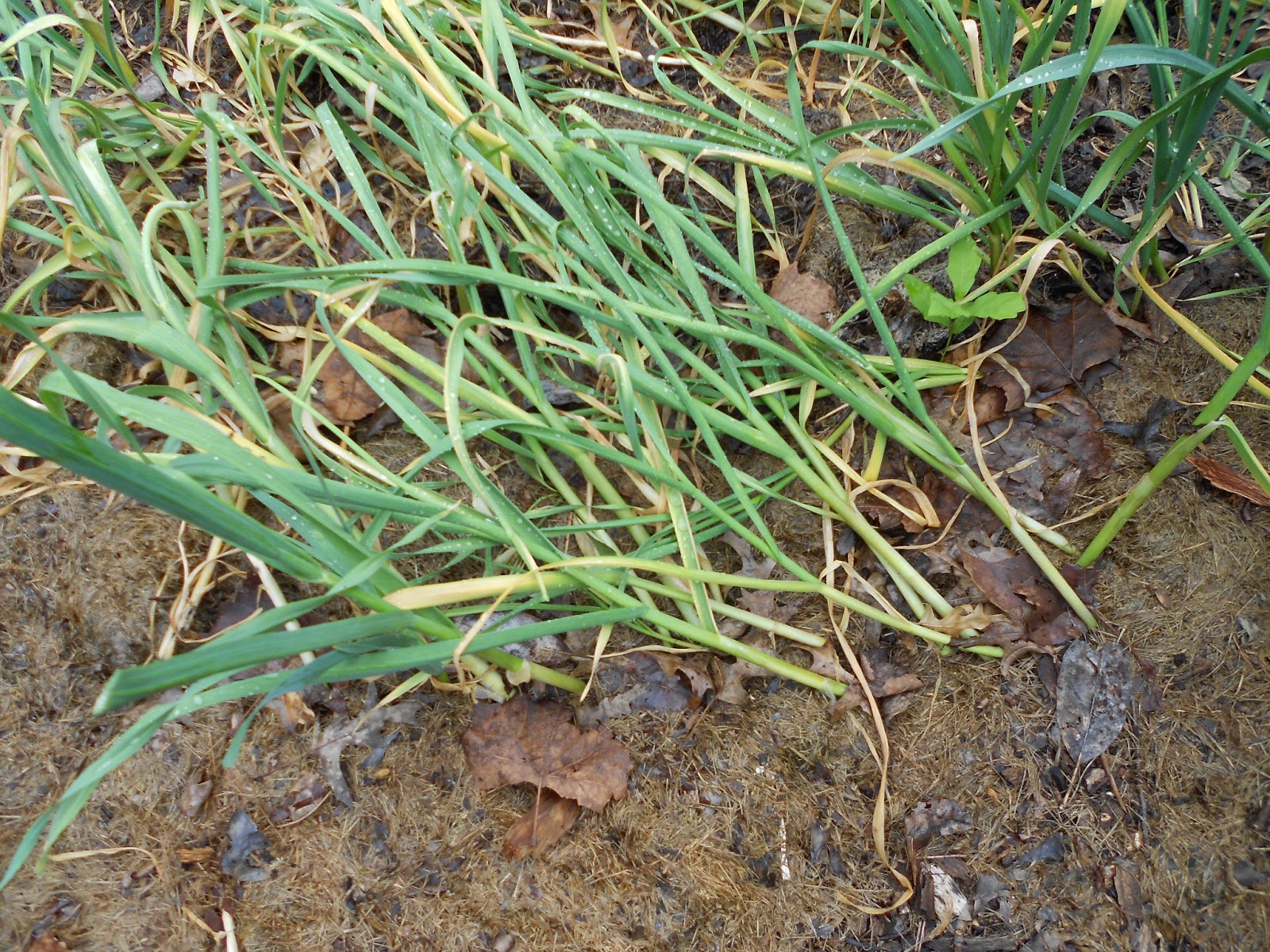 From Seed to Scrumptious Early Garlic Harvest