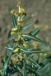 ghimpele(holera) planta medicinala