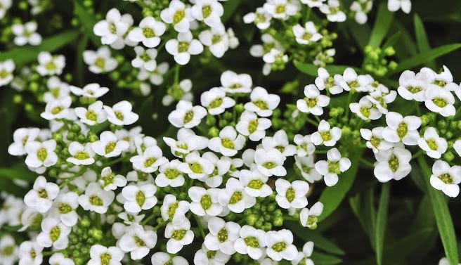 As 9 flores mais cheirosas do mundo | Maliária