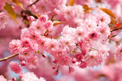 cherry blossom flowers flower blossoms edible dahlia ivory single cherryblossom fanpop pretty readmore