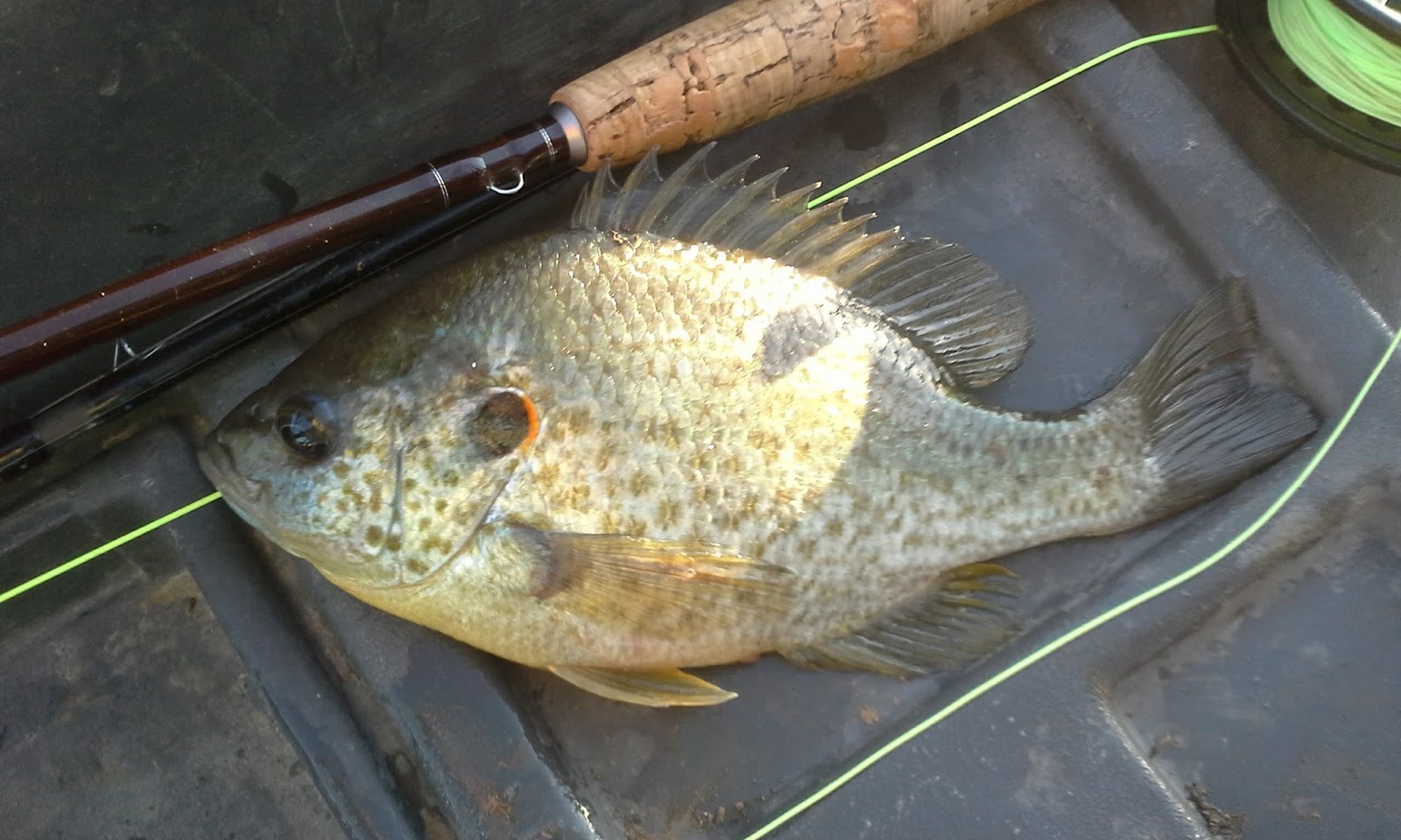 The Show Me Fly Guy Fishing With Tom on Lone Jack Lake