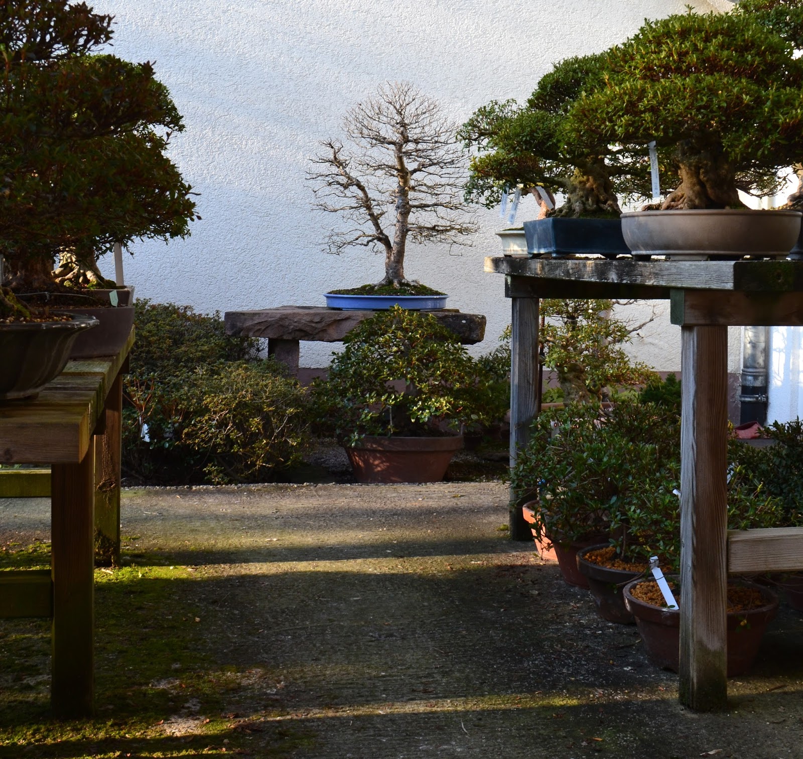Bonsai Gemeinschaft Zu Besuch in Bammental