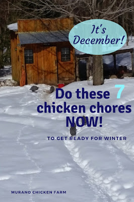 Chickens prepping for winter