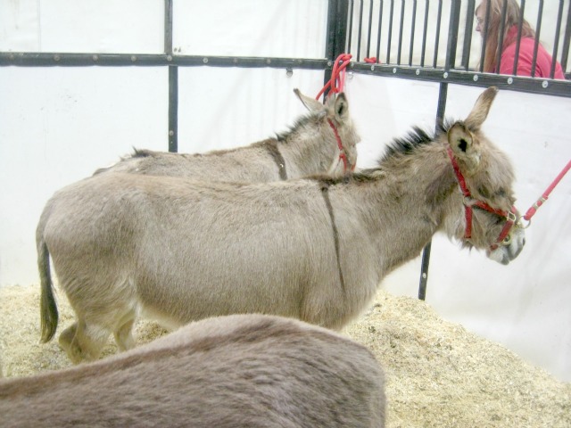 Sunwood Farms: Hoosier Horse Fair Sunwood Farms: Hoosier Horse Fair