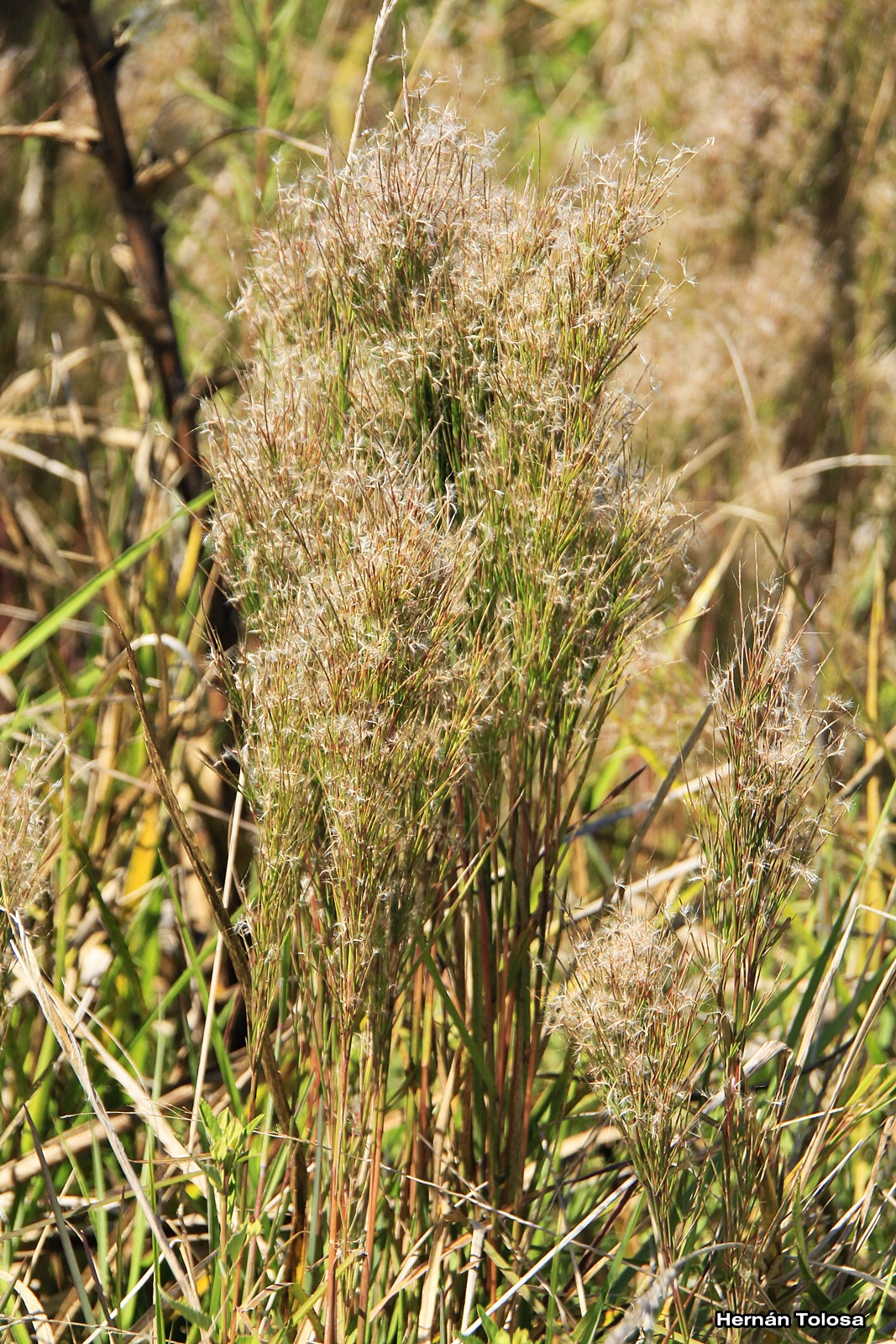 Flora Bonaerense Yerba barbuda (Schizachyrium microstachyum)