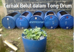 Anim Agro Technology Menternak Belut Satu Potensi