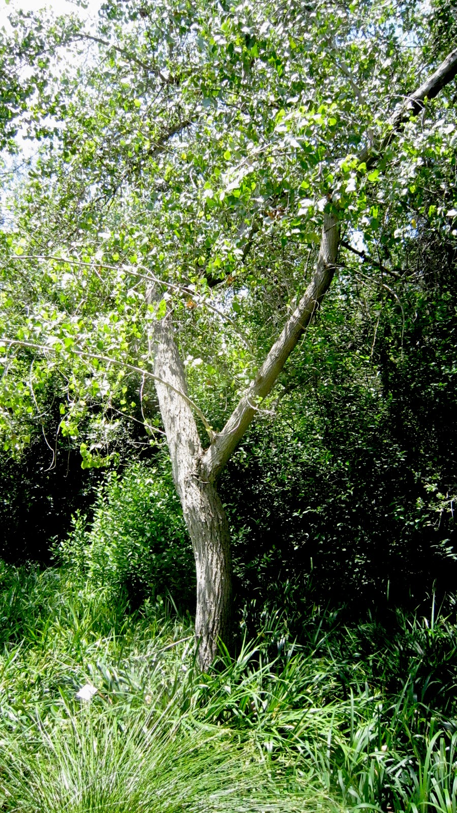 The Museum of the San Fernando Valley FREMONT COTTONWOODS IN THE SAN