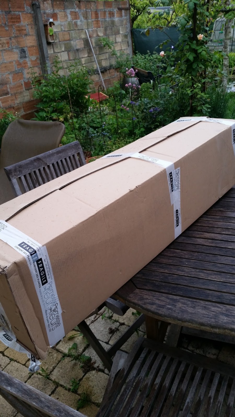 Choisya Planter En Pot