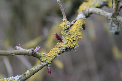 Hawthorn branch