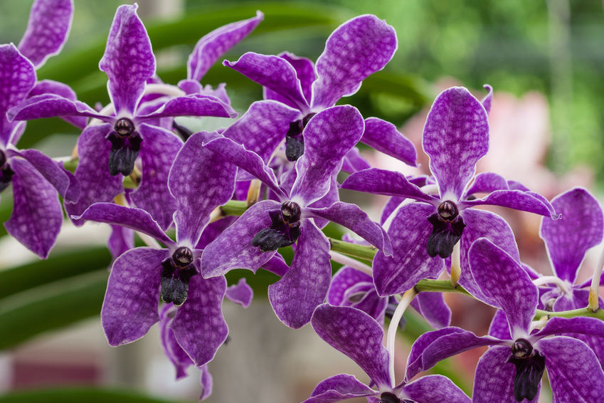 Grow and care Vanda orchid plants Travaldo's blog