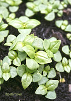 Basil from Seed