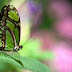 Butterfly Photography 