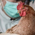 Επείγουσα ενημέρωση για τη γρίπη των πουλερικών