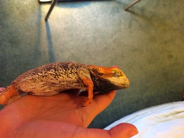 bearded-dragon-brumation bearded-dragon-brumation