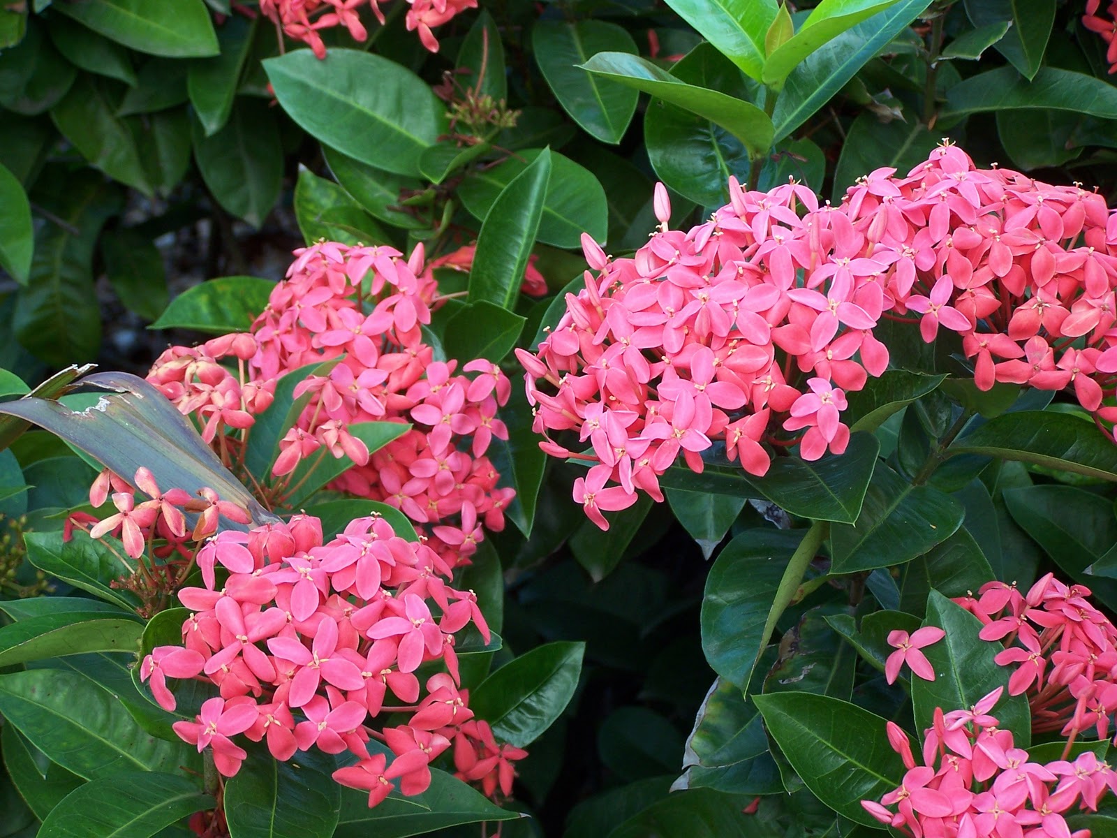 Caribbean Missions Beautiful Flowers of the Island