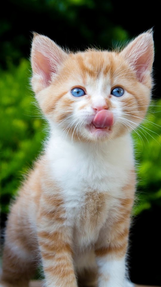 Cat Kid Pink Tongue Android Best Wallpaper