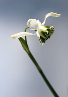 Galanthus 'Desdamona' Galanthus 'Desdamona'