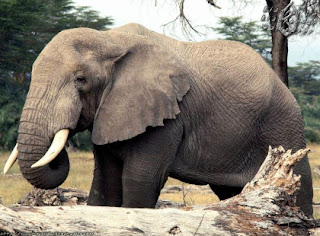 elefantes, animales peligrosos, elefante gris, animales mamíferos, animales con colmillos, animales grandes, los animales más peligrosos del mundo, los animales más peligrosos de la tierra