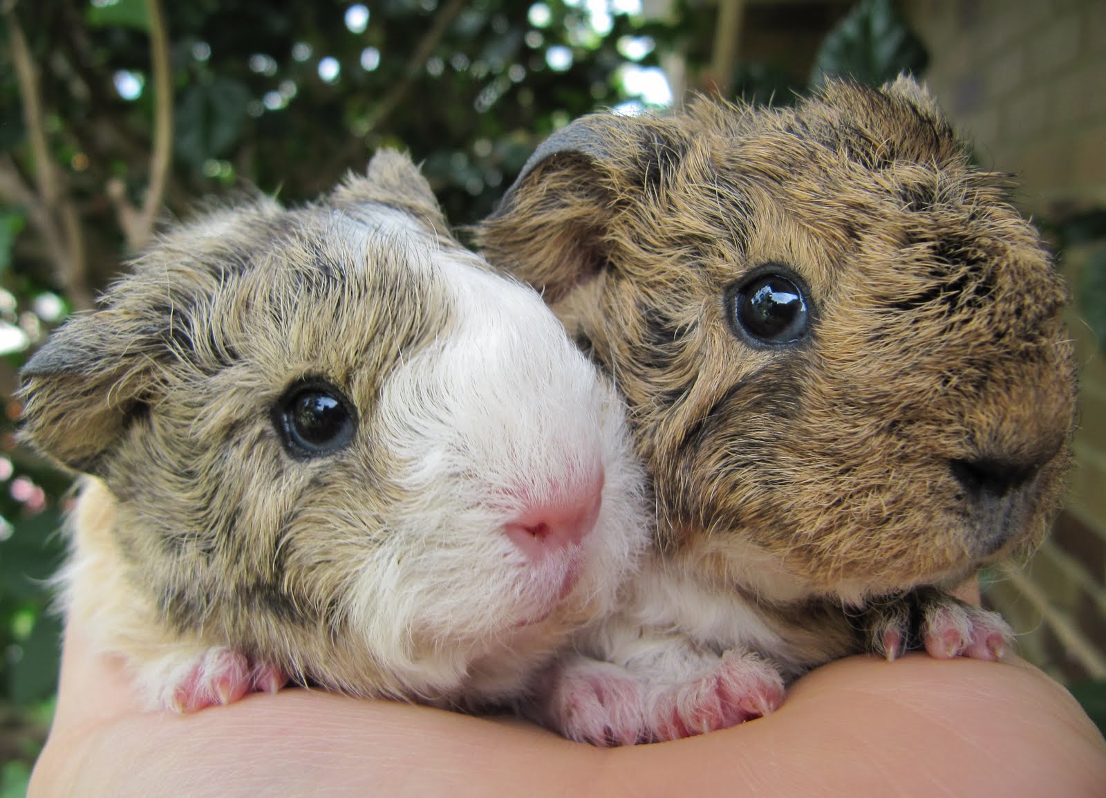 All Things Guinea Pig 2011 Nursery