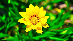 yellow flowers flower wallpapers desktop background sunflower resolution feelgrafix kb 1080p wallpapers4u flowering wallpapersafari windows summer