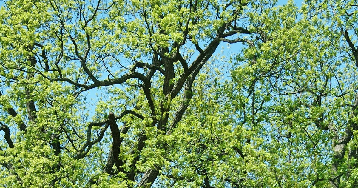 Northern Pecans Spring blooms in a native pecan grove