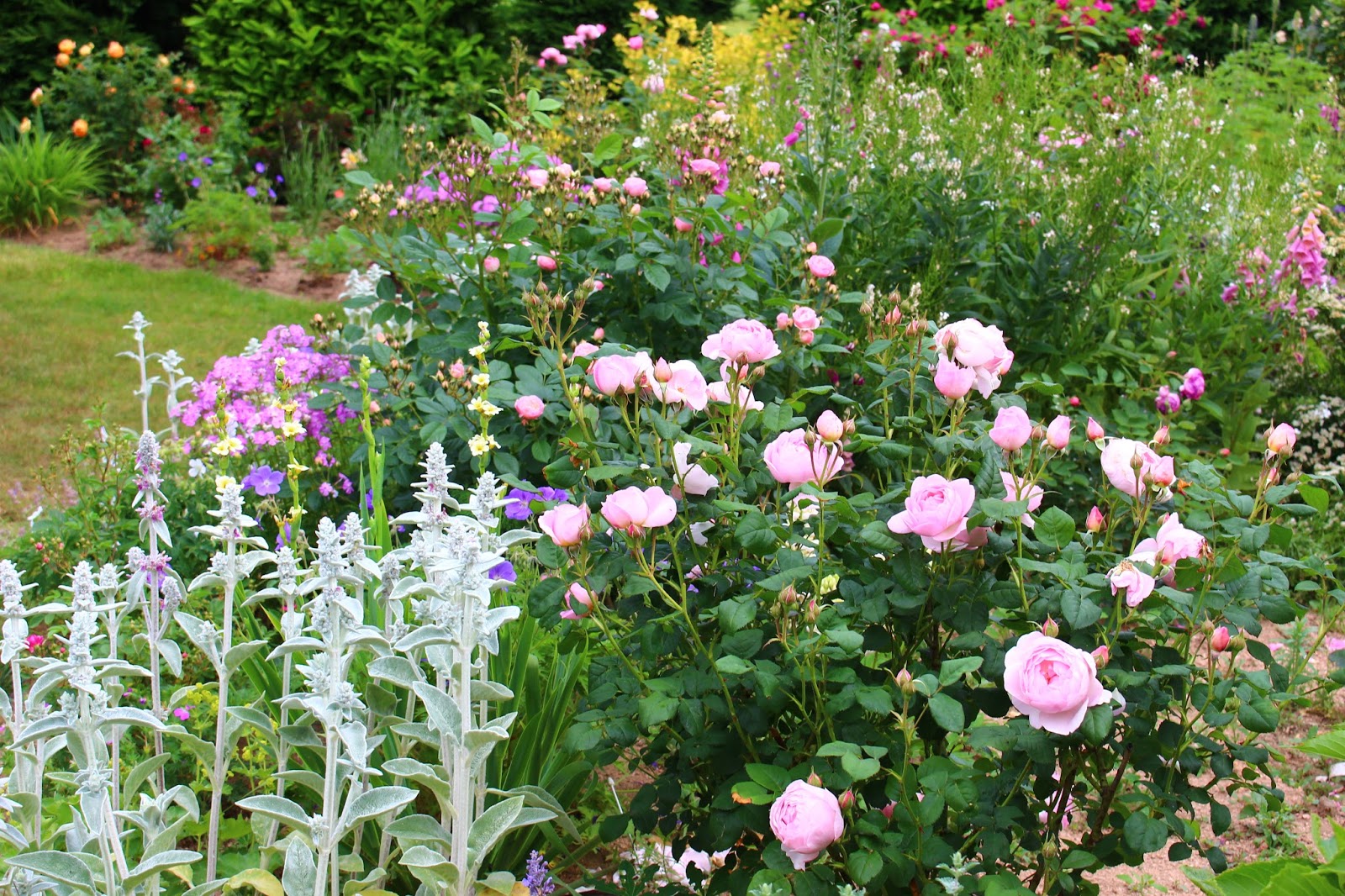 Roses Du Jardin Cheneland Taille Des Hydrangeas